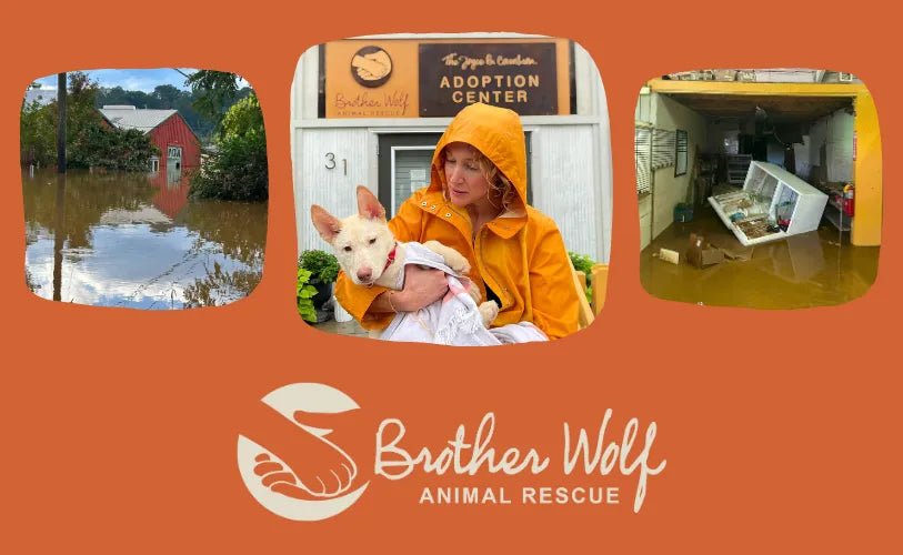 Brother Wolf Animal Rescue Ravaged by Hurricane Flood Waters - Carolina Pet Co.