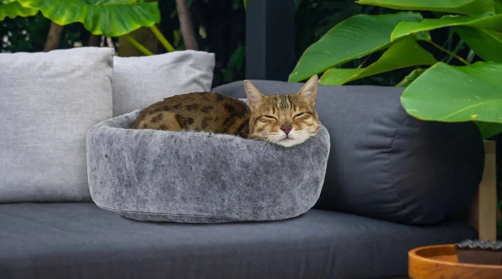Feline Faves: Comfortable Cat Bed Recommendations For Your Furry Friend - Carolina Pet Co.