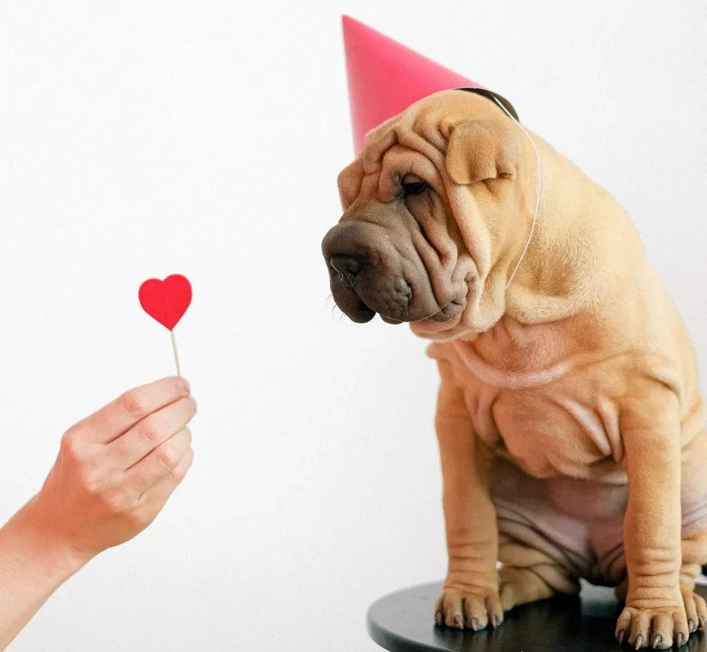 For The Love of Dogs ❤️ - Pet Gifts For Valentine's Day - Carolina Pet Co.