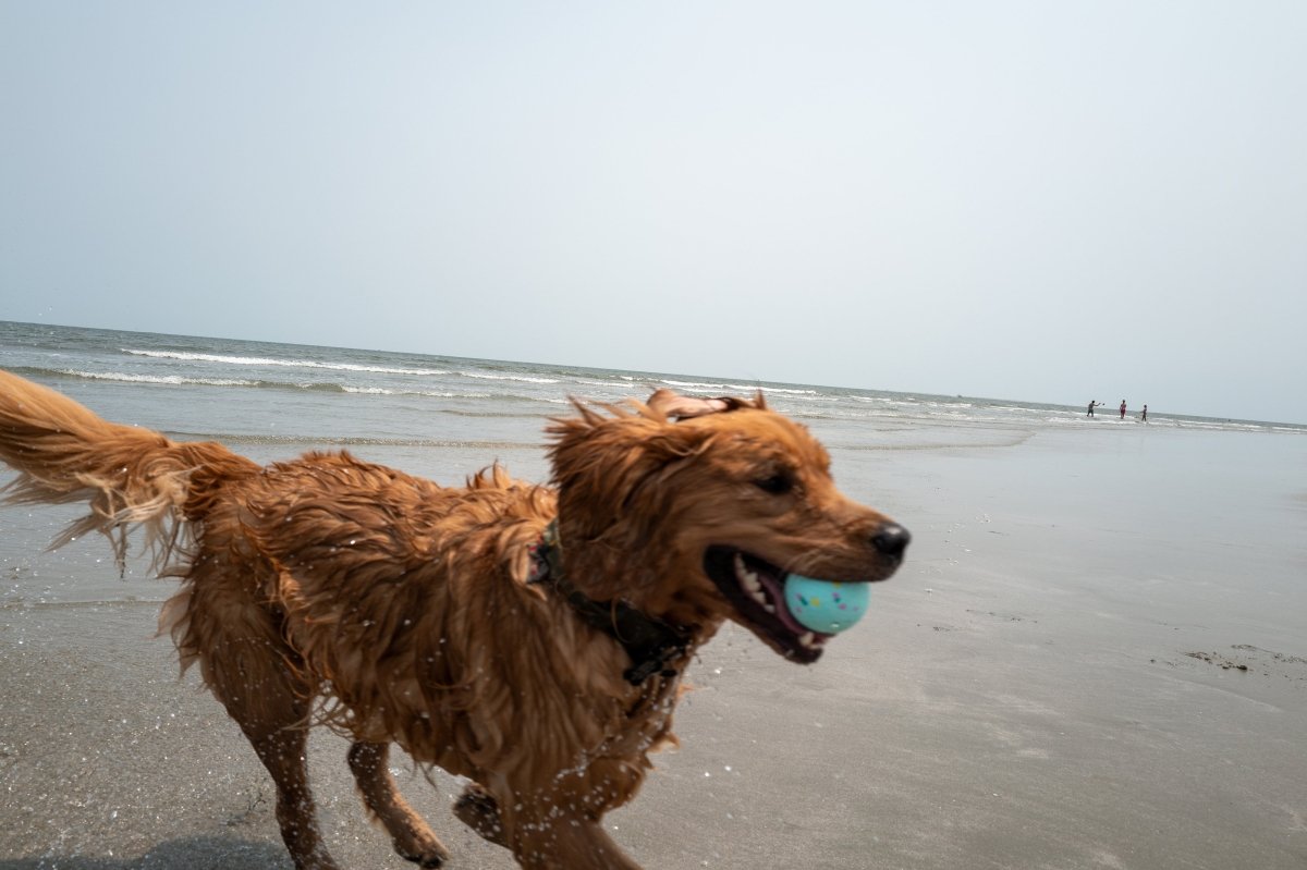 Hit the Road with Your Furry Co-Pilot: Essential Gear for Pet-Friendly Road Trips