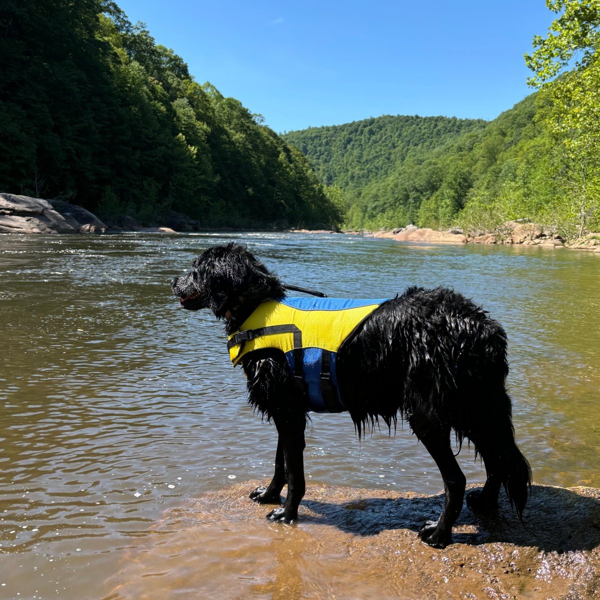 Body Glove Ripstop Pet Life Jacket - Body Glove, New, and summer