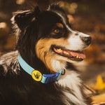 Body Glove Waterproof Collar - Body Glove, New, and summer