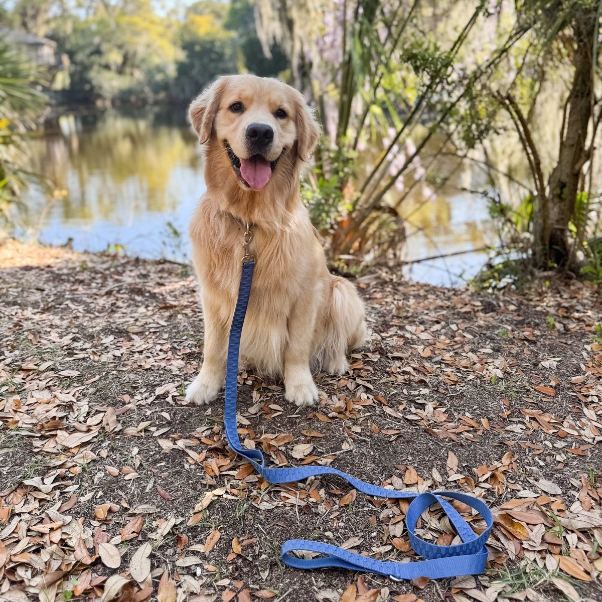 A golden retriever dog sitting on a leafy pathway with a blue checkered wave pattern pet leash attached to it, leading to a blurred background featuring water and foliage.