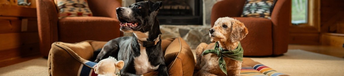 2025 Holiday Gift Guide – Carolina Pet Co.