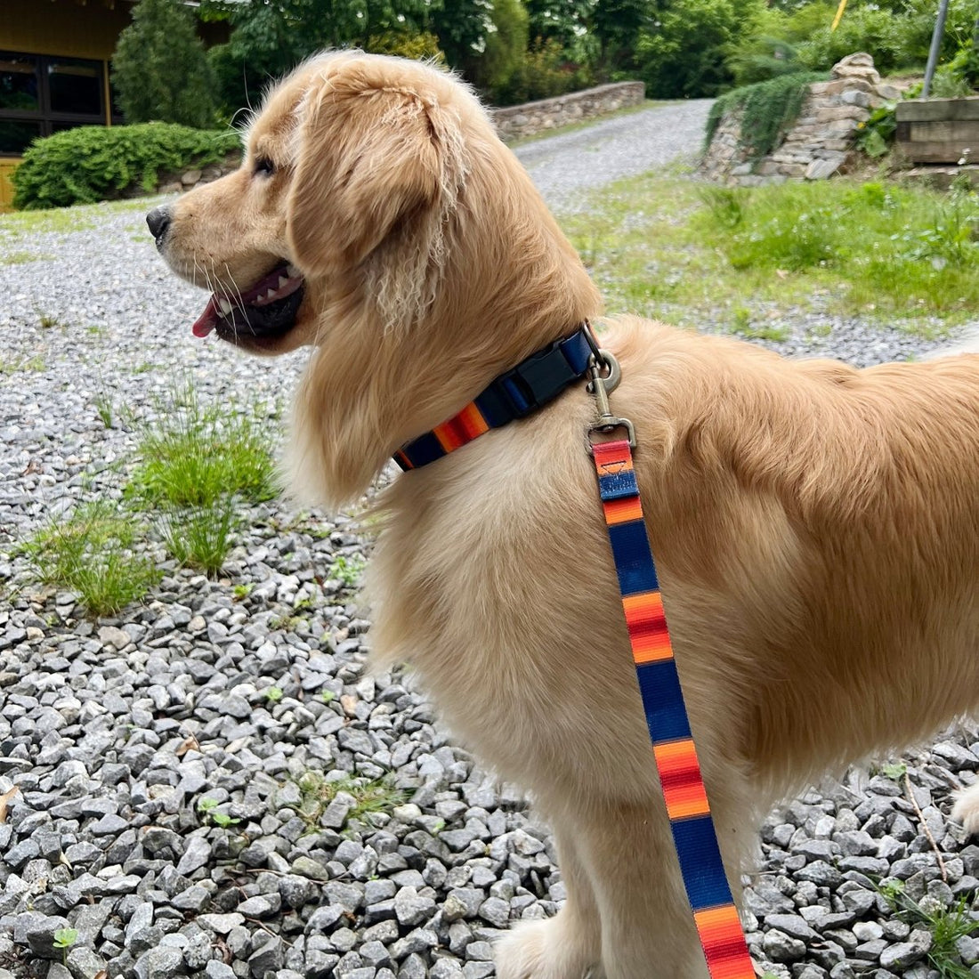 5 Tips for Walking Your Dog - Carolina Pet Co.