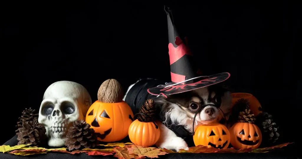 A Howl-O-Ween Guide: Helping Your Dog Navigate Tricks & Treats - Carolina Pet Co.