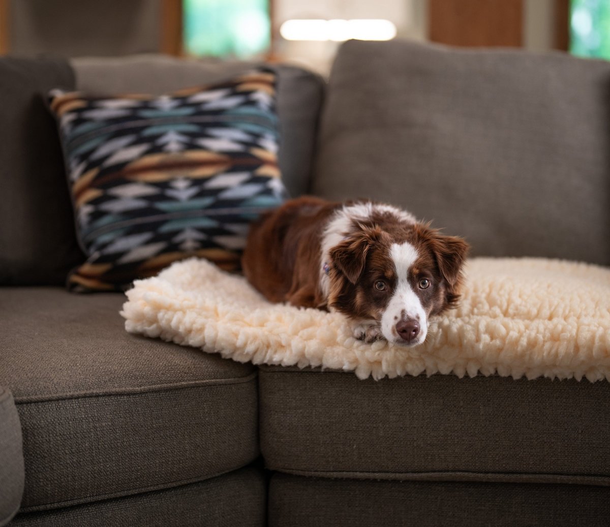 A Valentine’s Day Gift Guide for Pets with Exceptional Taste - Carolina Pet Co.