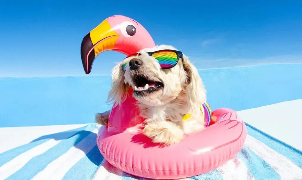 Beat the Heat: Summer Fun Tips for You and Your Pet - Carolina Pet Co.