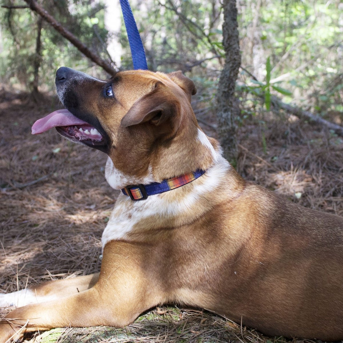 Carolina Pet Company & Pendleton Pet Partnership - Carolina Pet Co.