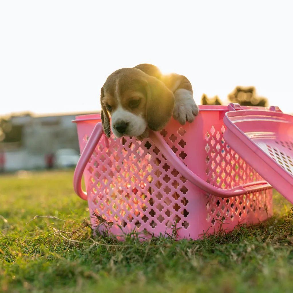Easter Basket Ideas for Your Dog! - Carolina Pet Co.