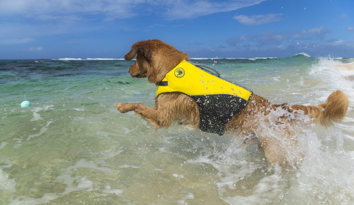 Every Water Adventure Starts with the Right Fit - Carolina Pet Co.