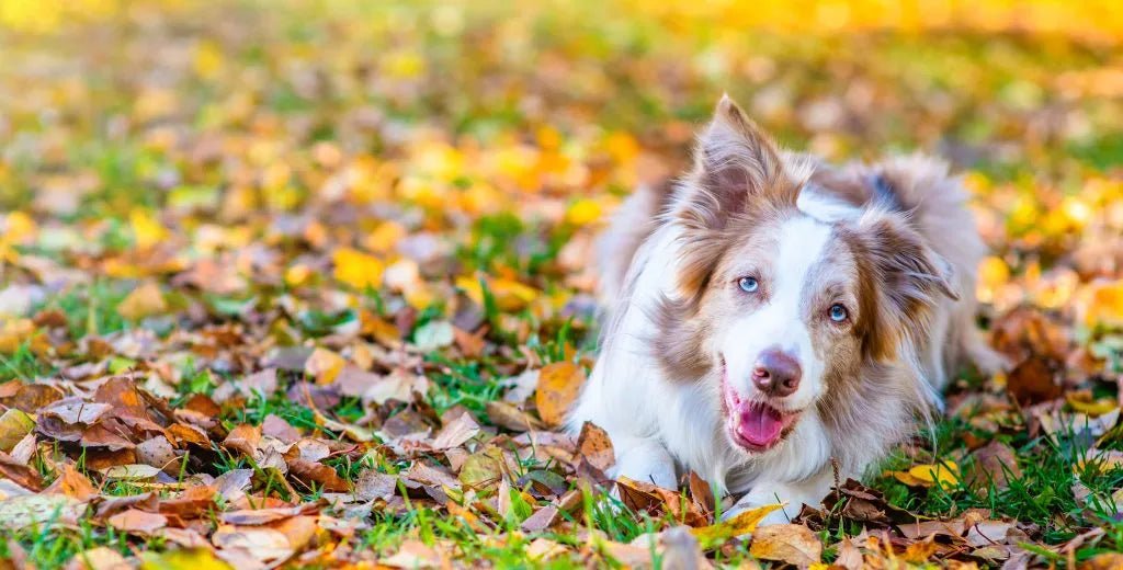 Helping Your Dog Transition into Fall 🍁 - Carolina Pet Co.