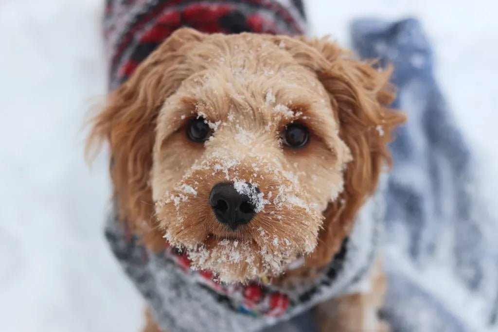 How To Keep Your Dog Comfortable & Warm This Winter - Carolina Pet Co.
