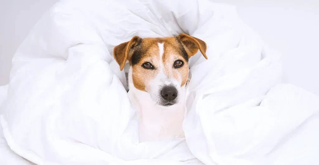 Spring Cleaning: Caring for Your Pet’s Bed - Carolina Pet Co.