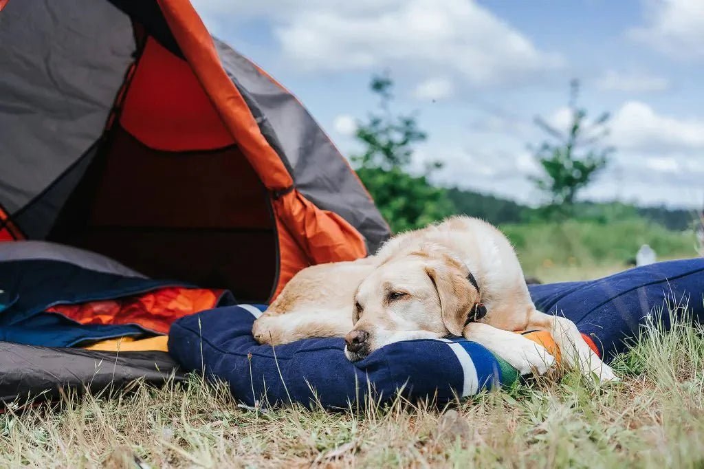 Tips for Camping with Your Dog During National Camping Month - Carolina Pet Co.