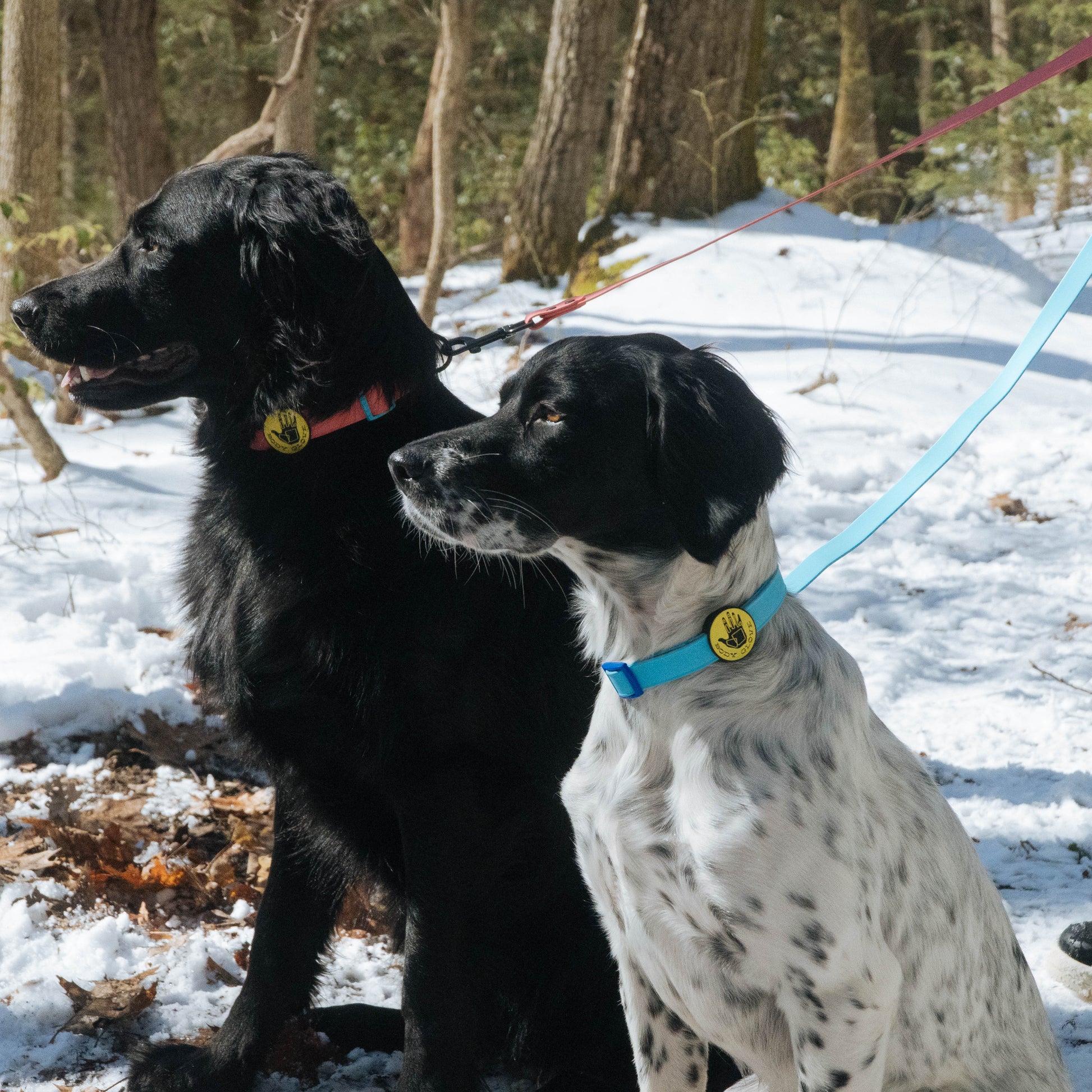 Pet Collars and Leashes - Walk Bundles