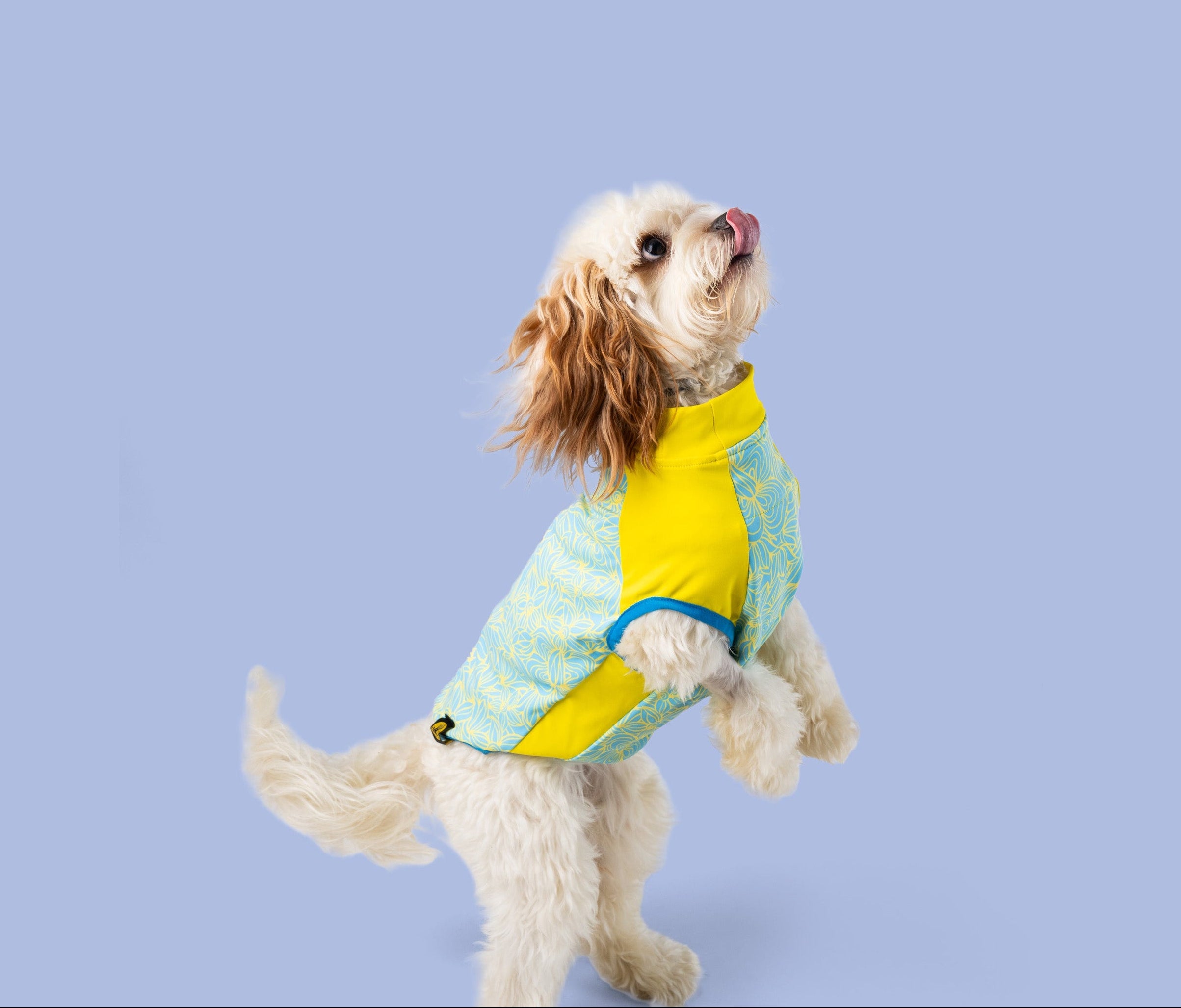 Carolina Pet Co.