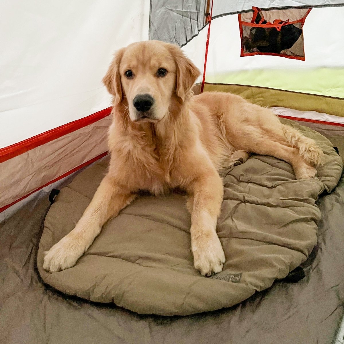 Bed in a bag_dog