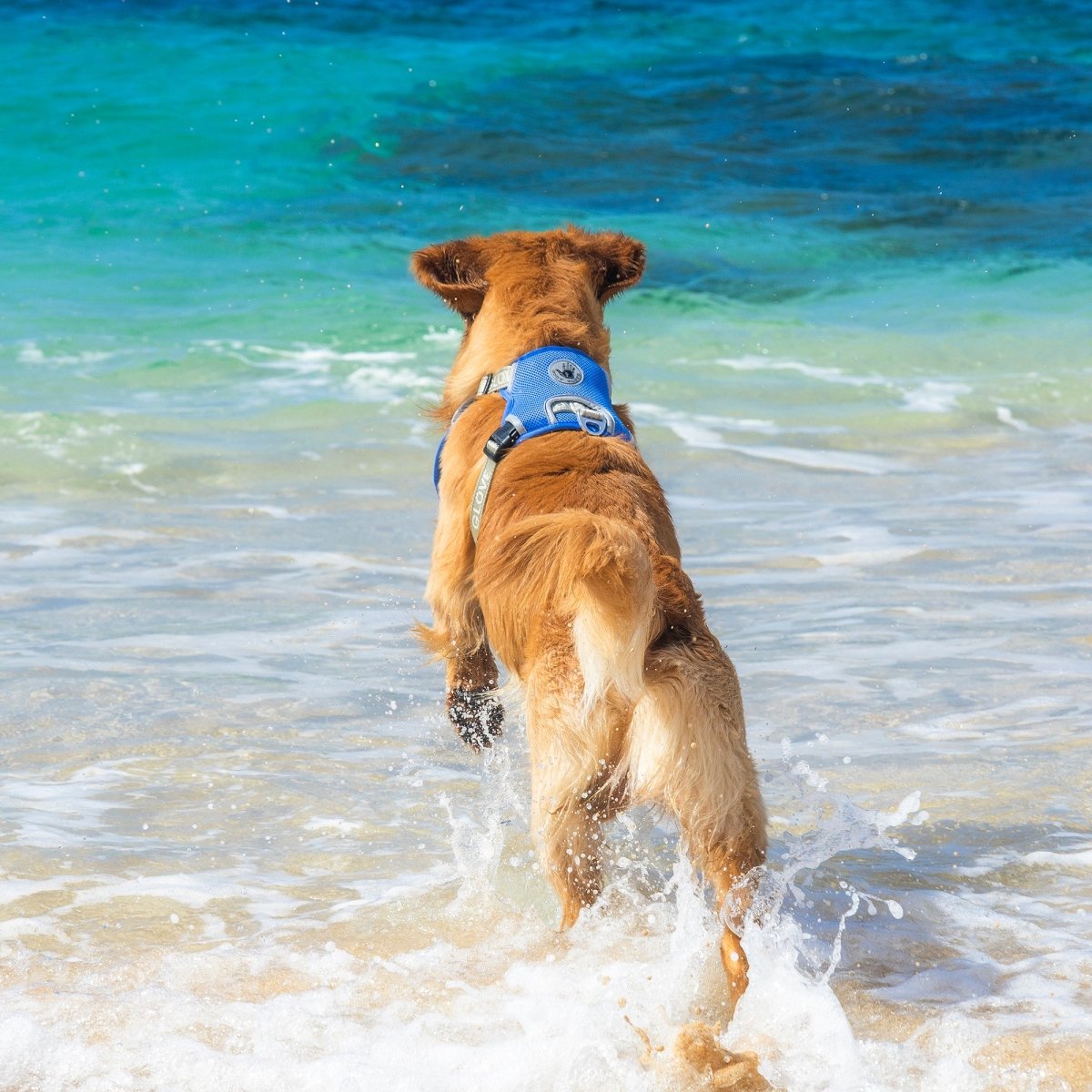 Body Glove Cooling Harness - Body Glove, collars, and collars - leashes