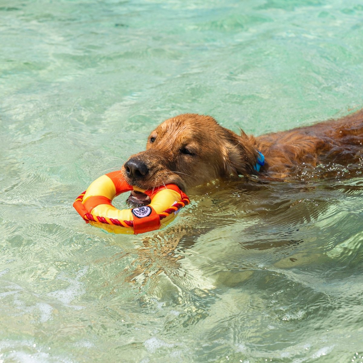 Body Glove Life Ring Dog Toy - Body Glove, chew, and summer