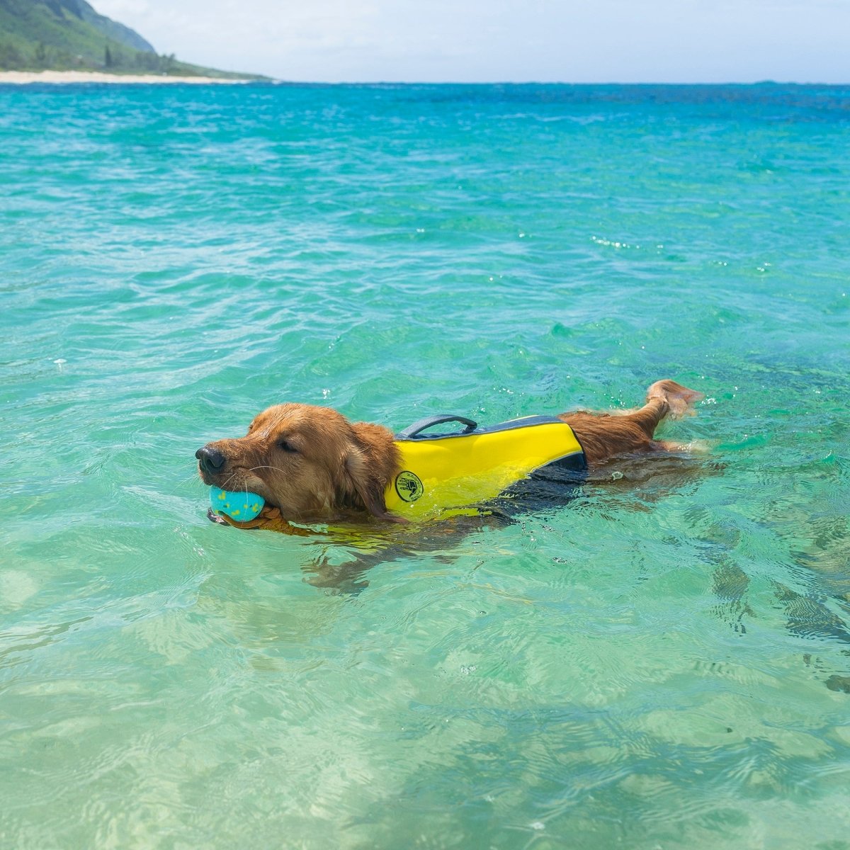 Body Glove Neoprene Pet Life Jacket - Body Glove, summer, and