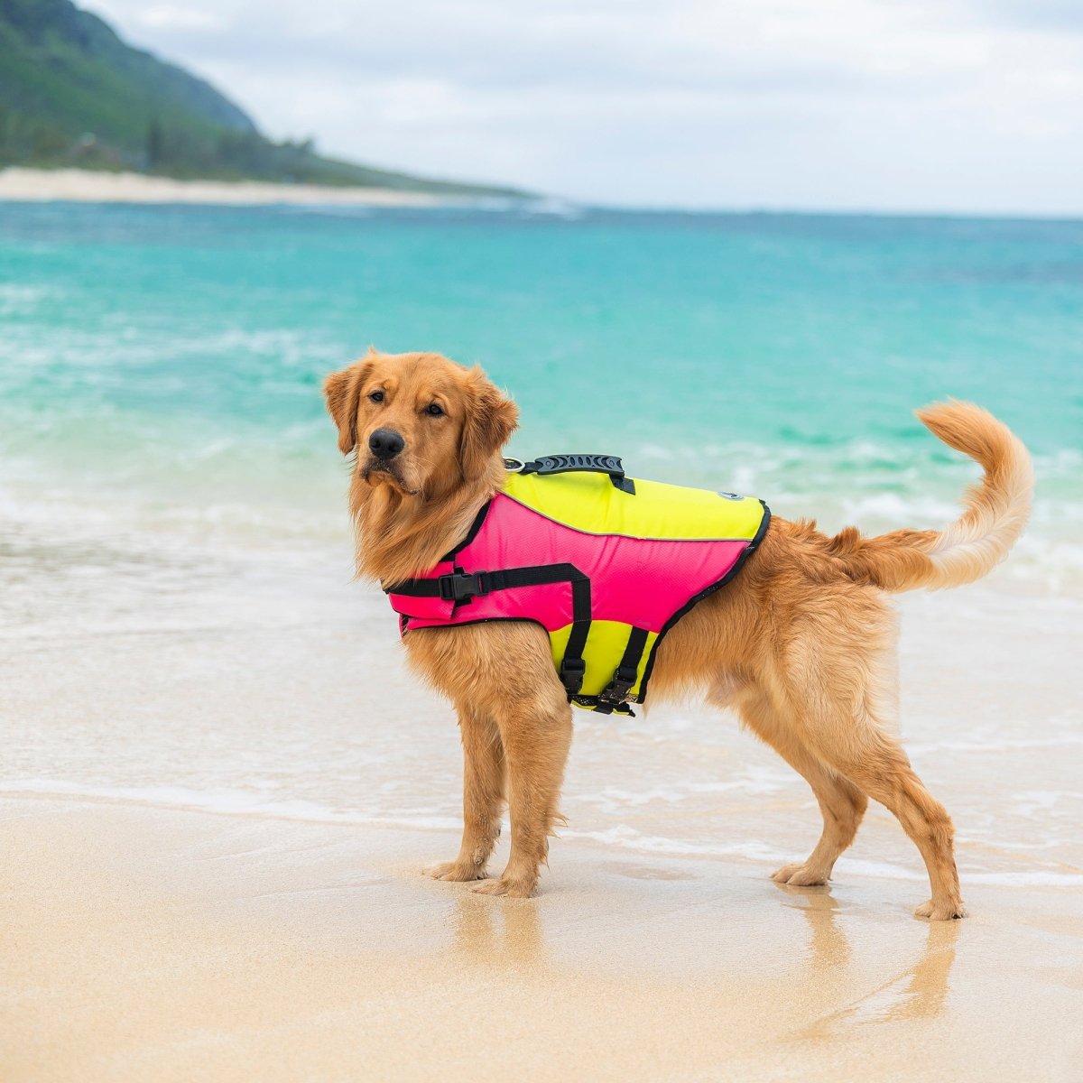 Body Glove Ripstop Pet Life Jacket - Body Glove, summer, and