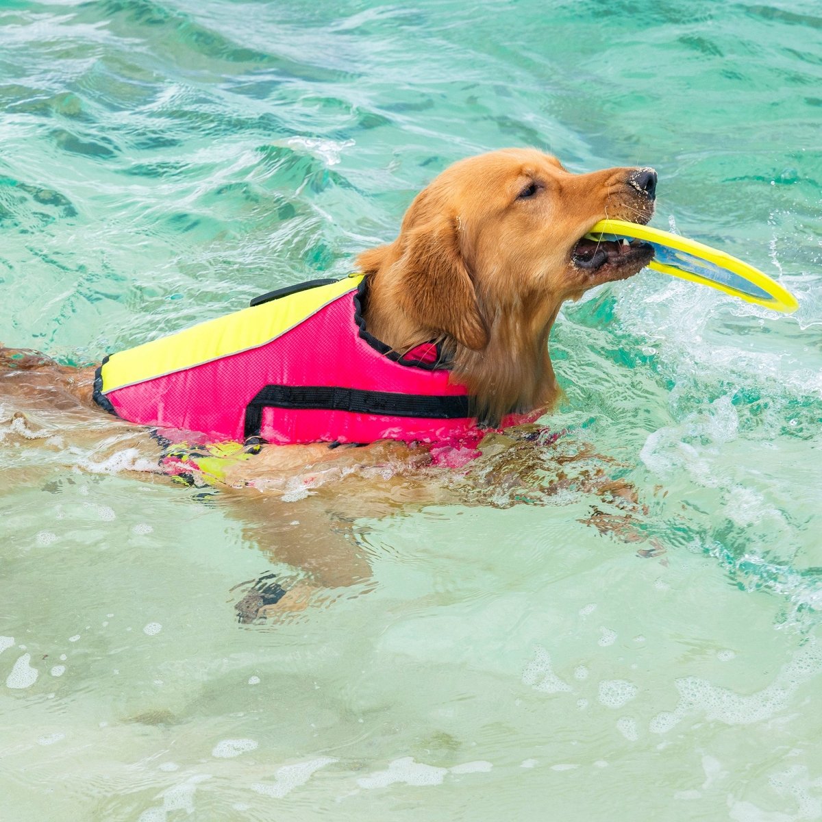 Body Glove Ripstop Pet Life Jacket - Body Glove, summer, and