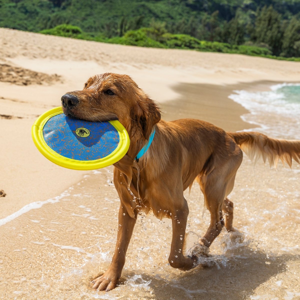 Body Glove Tough Toss Disc - Fetch Disk Toy For Dogs - , , and