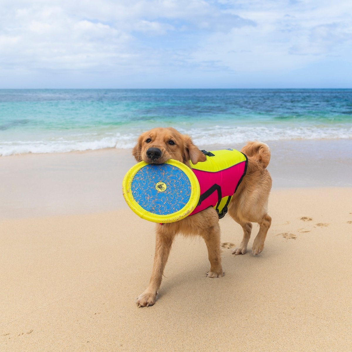 Body Glove Tough Toss Disc - Fetch Disk Toy For Dogs - , , and