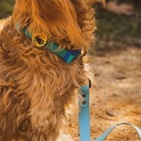 Body Glove Waterproof Dog Collar & Leash Bundle - , , and