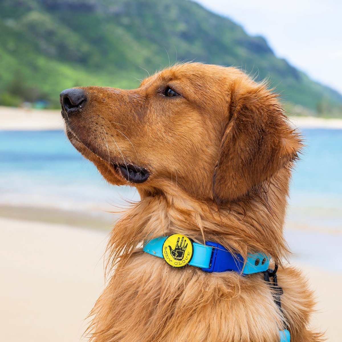 Body Glove Waterproof Dog Collar - Body Glove, christmas - 2025, and collars