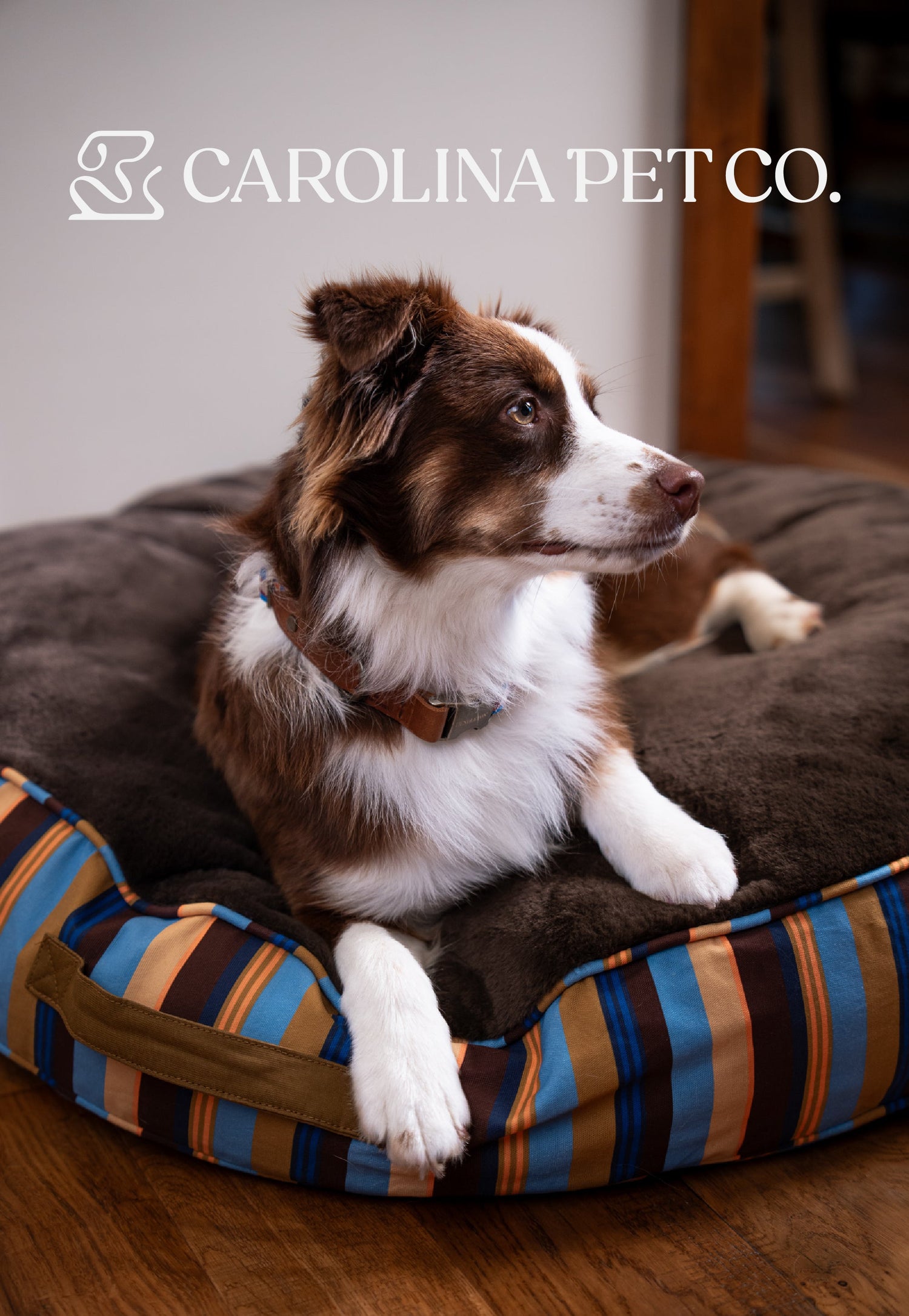 Dog lying on a striped pet bed with Carolina Pet Co. branding.