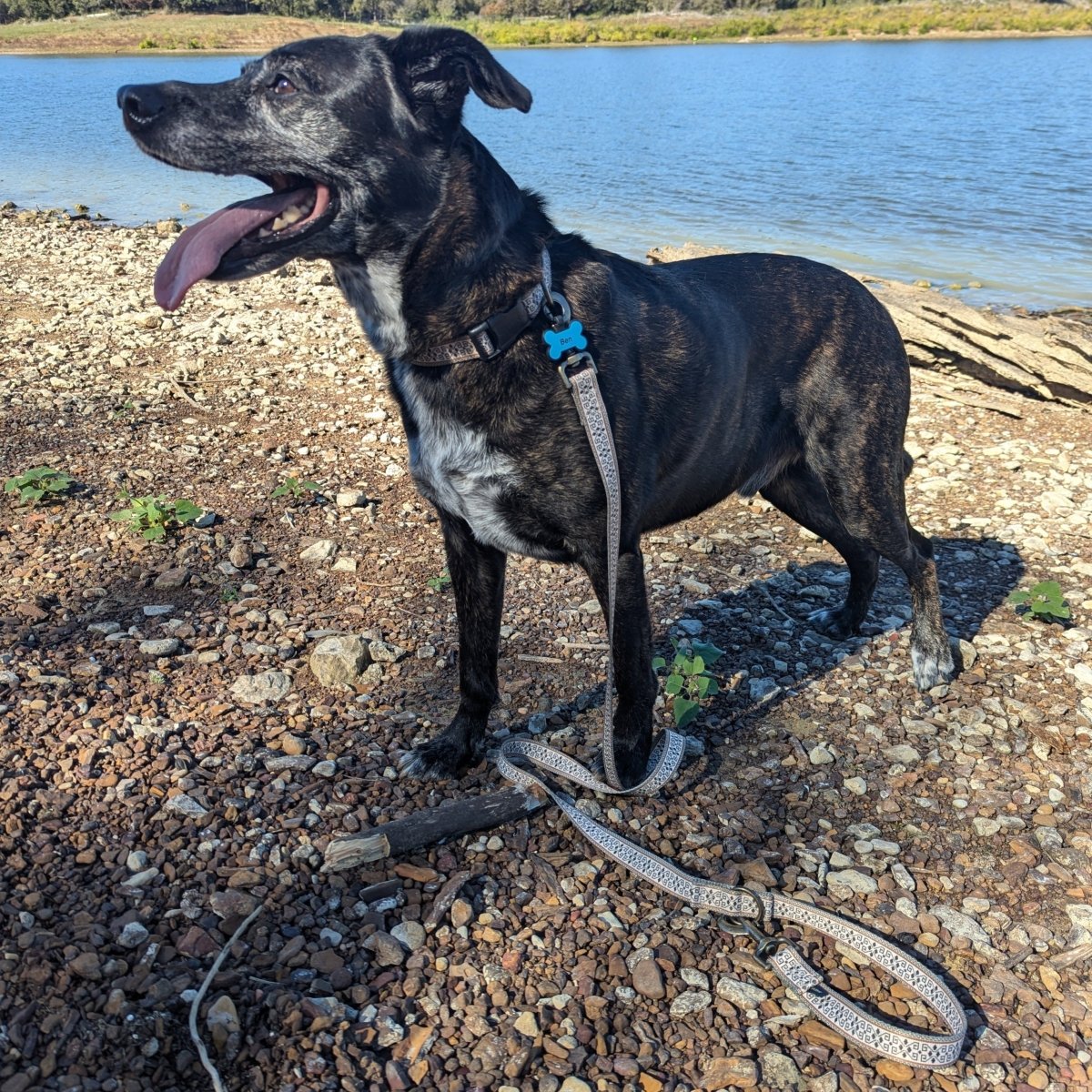 Pendleton Adventure Collar - Best Seller, collars, and collars - leashes