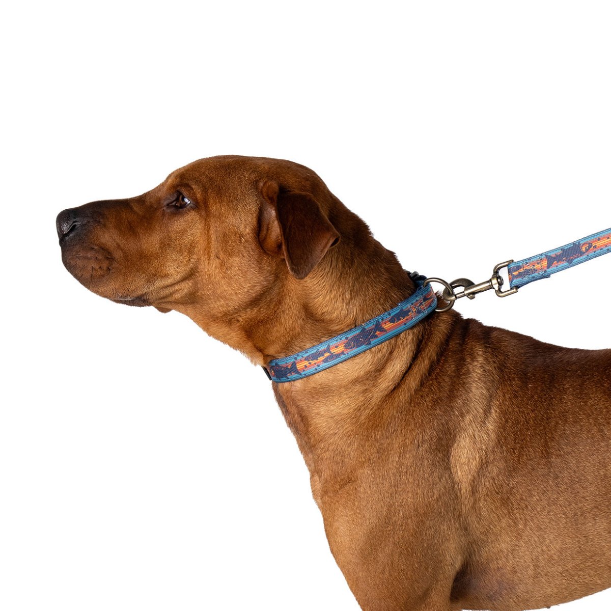 Pendleton Adventure Collar - collars, collars-leashes, and Made in USA