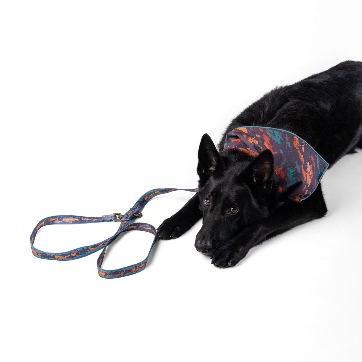 Pendleton Adventure Leash - collars, leashes, and Made in USA