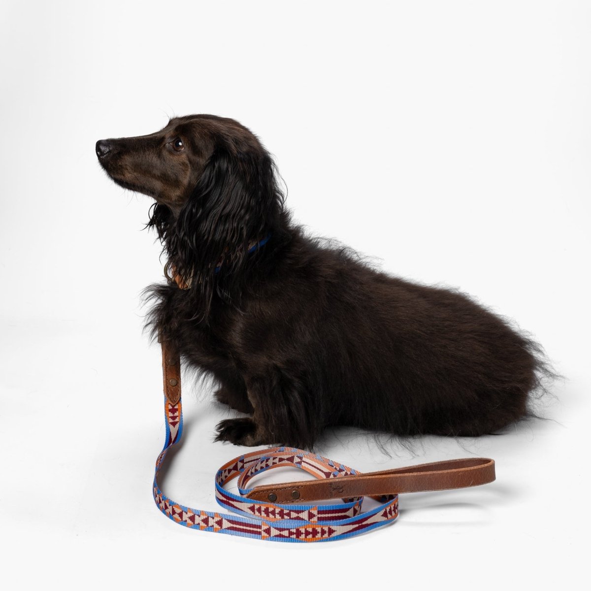 Dog with a colorful leash on a white background