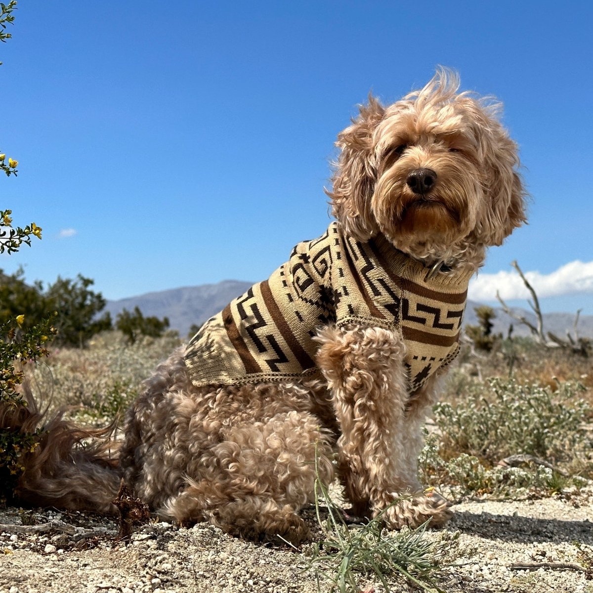 Pendleton Knit Pet Sweater - apparel, Best Seller, and cats