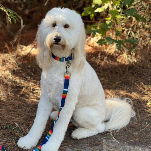 Collar + Leash – Crater Lake_2