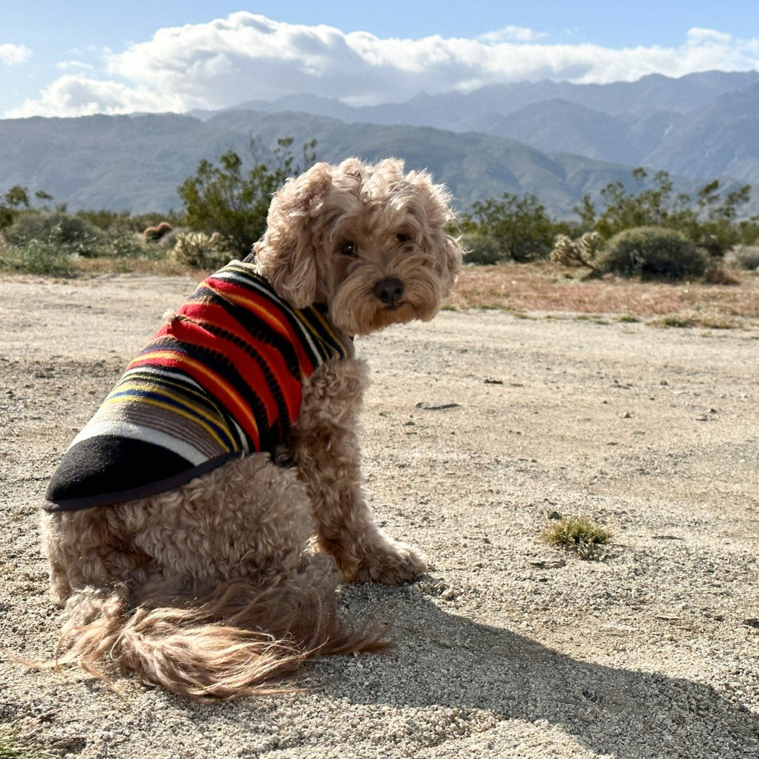 Pendleton National Park Dog Vest - apparel, Coats, and National Park