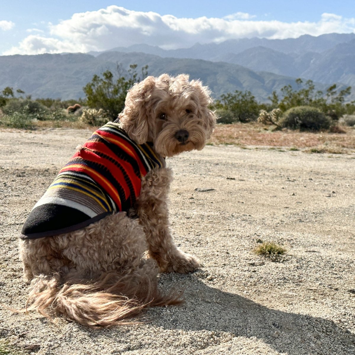 Pendleton National Park Dog Vest - apparel, Coats, and National Park