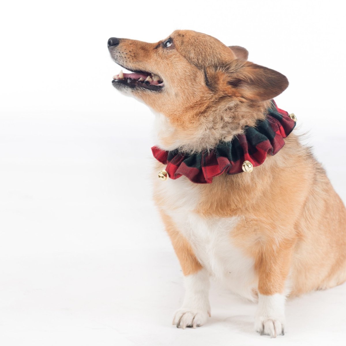 Jingle Collar McCormack_SQ