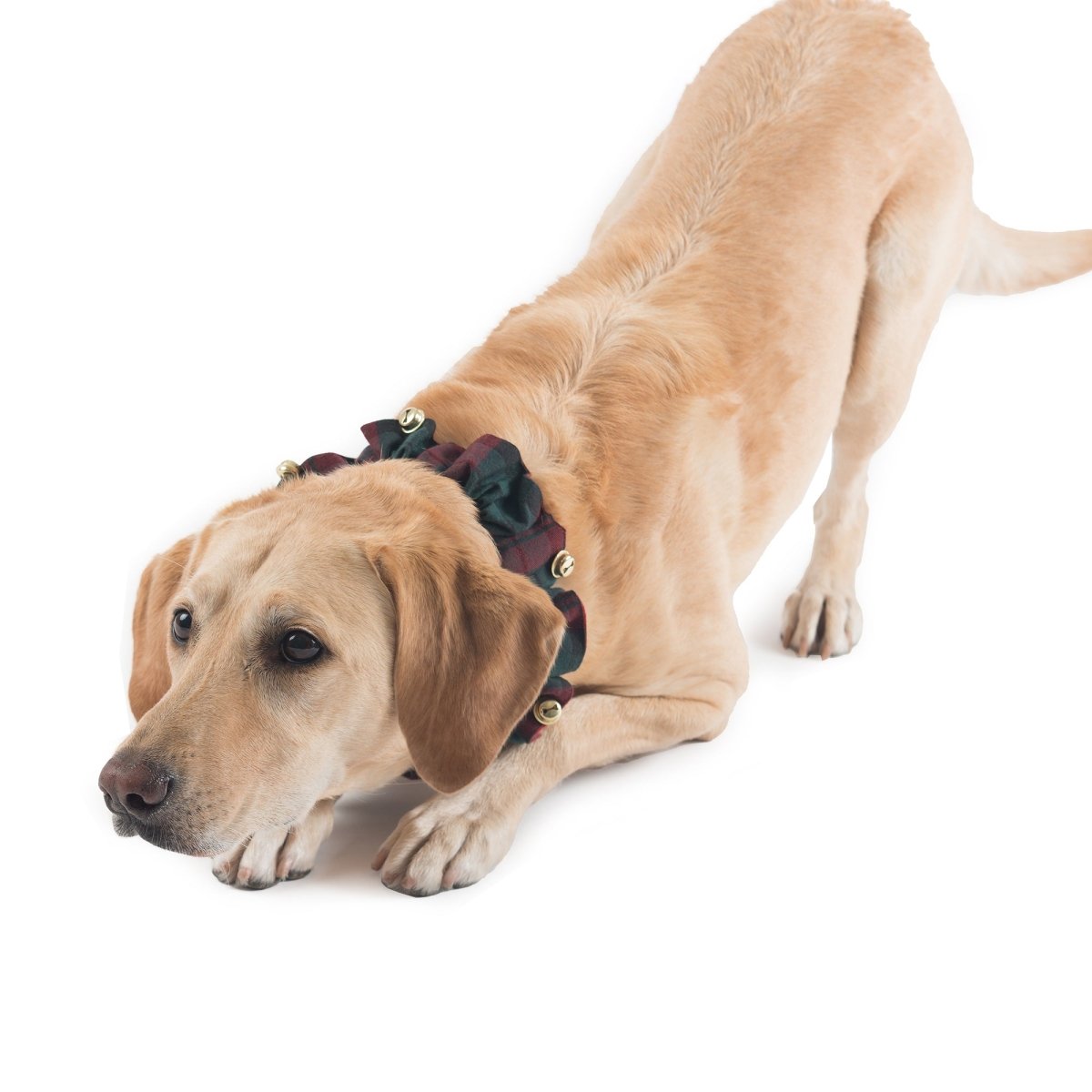 Jingle Collar MacCormack Tartan Plaid L_2