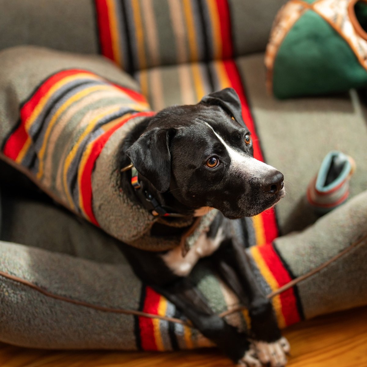 Pendleton Vintage Camp Dog Coat - apparel, christmas - 2025, and Coats