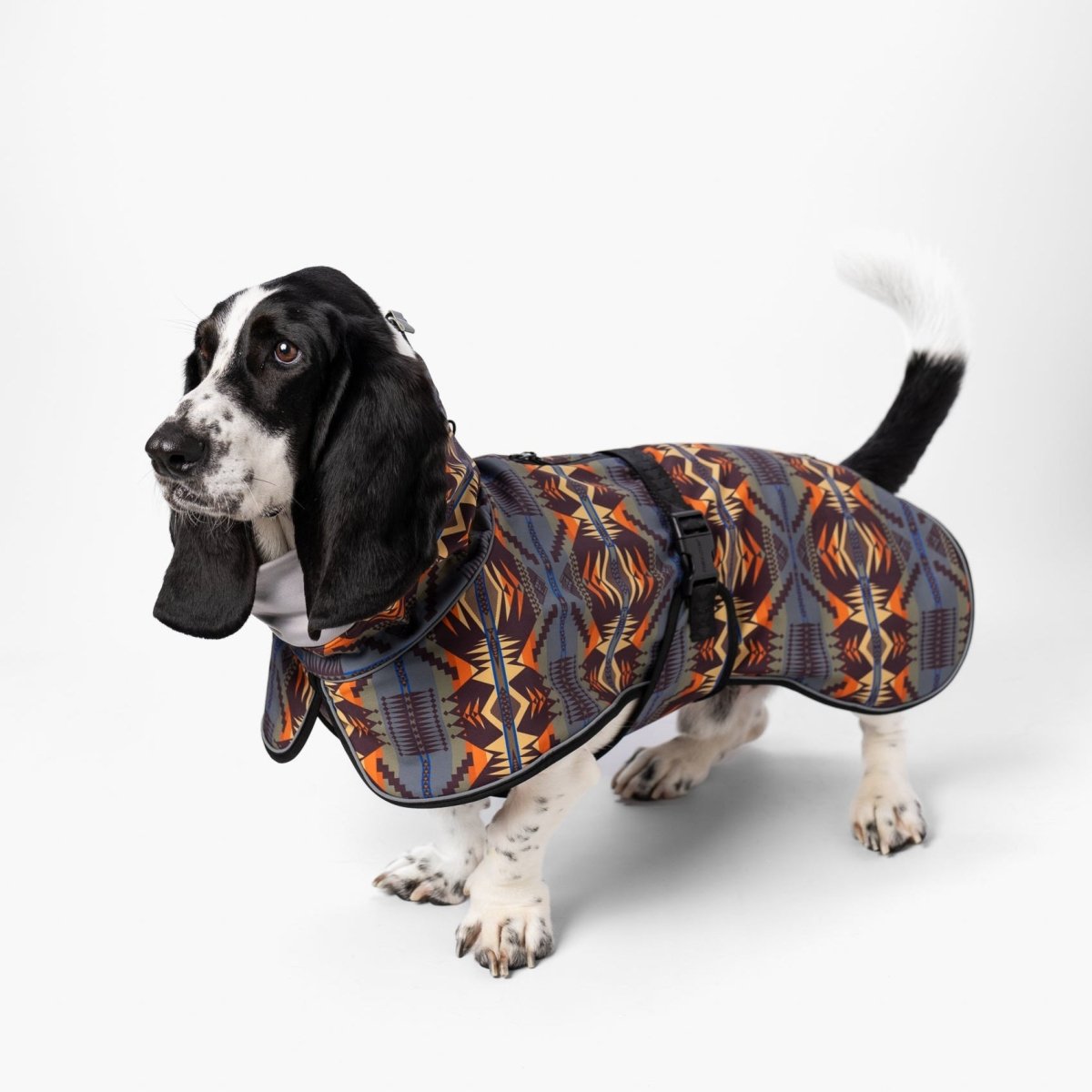 Dog wearing a patterned coat on a white background