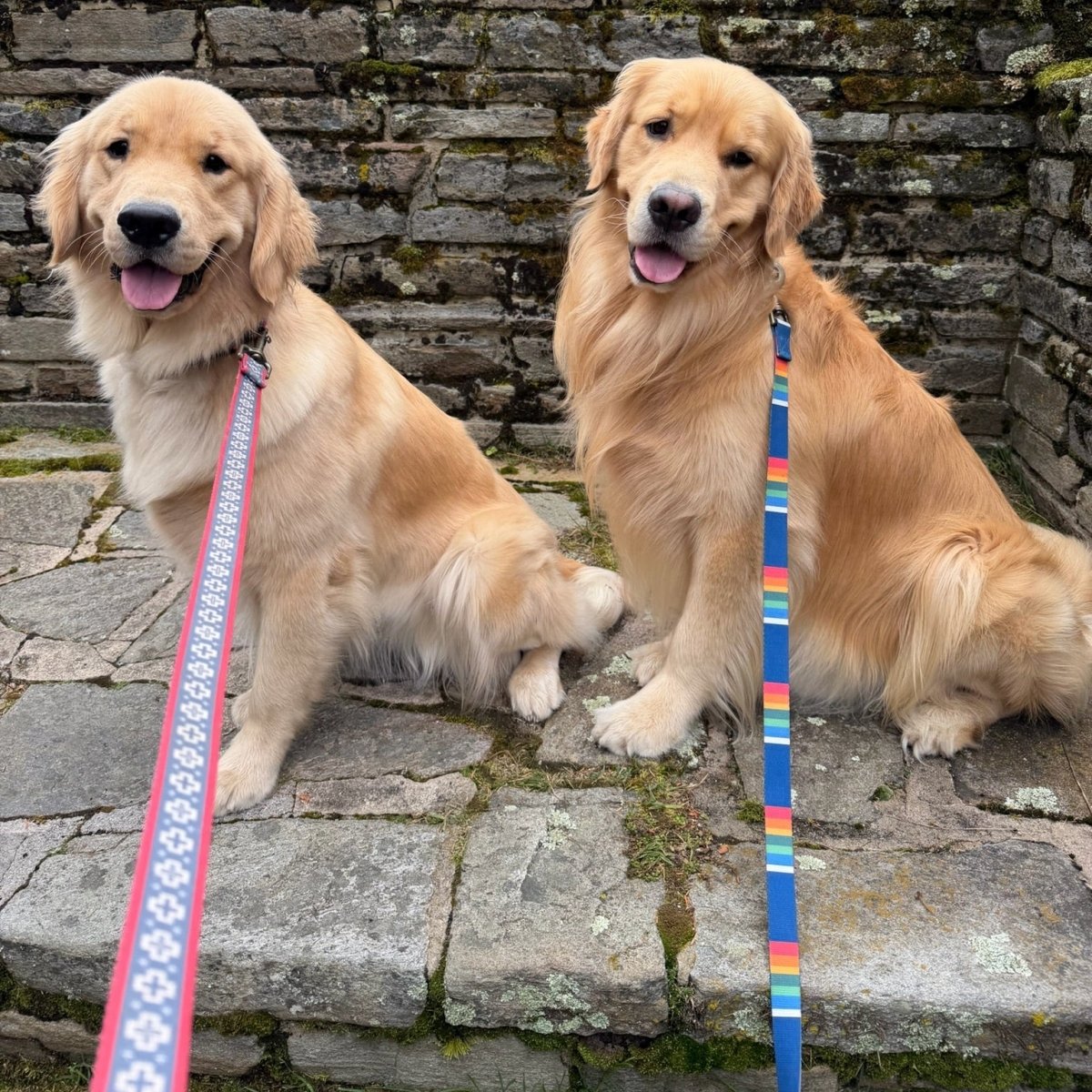 Pet Collars and Leashes - Walk Bundles - Gift Bundle, , and