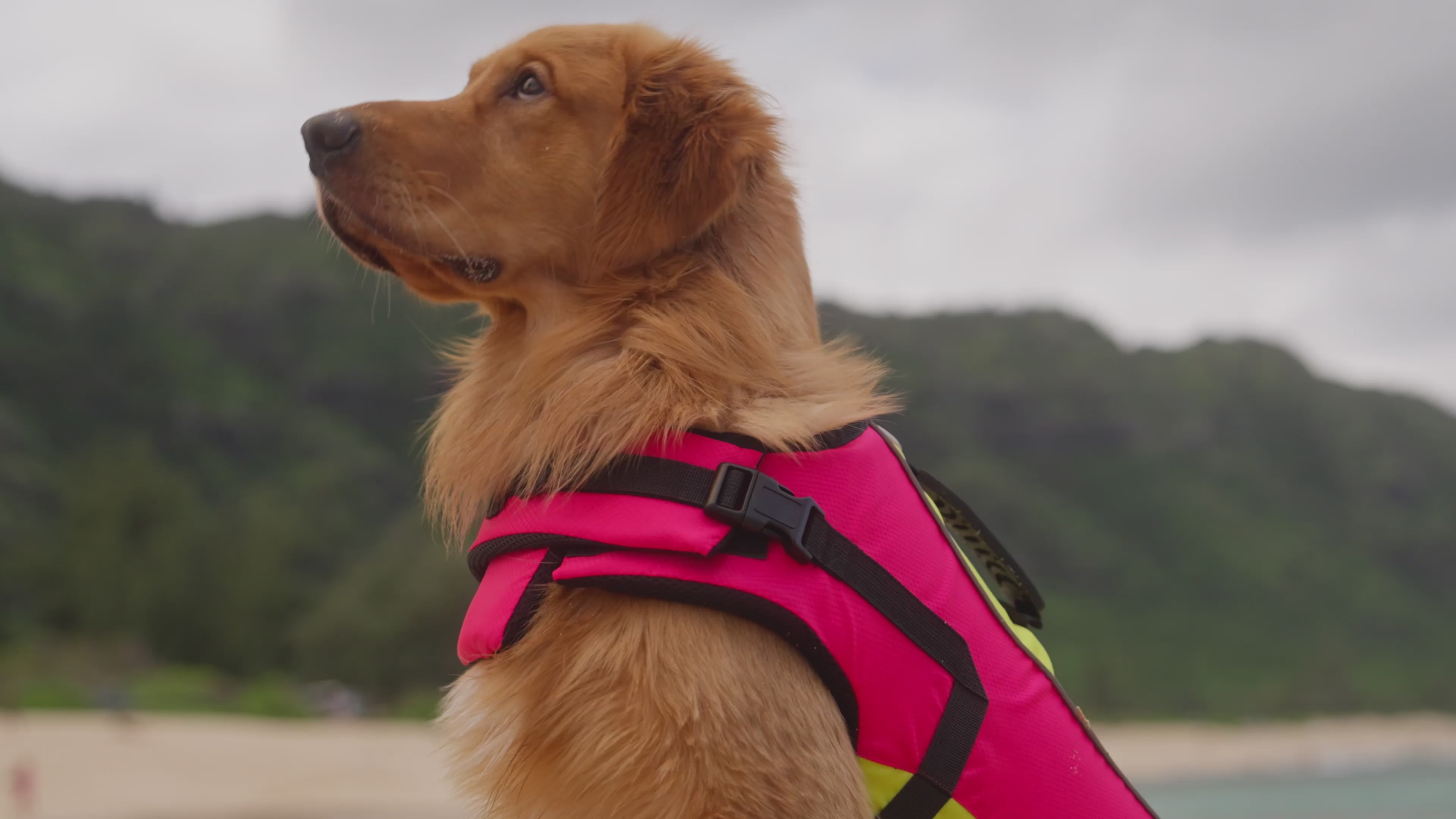 Load video: Body Glove Ripstop Pet Life Jacket