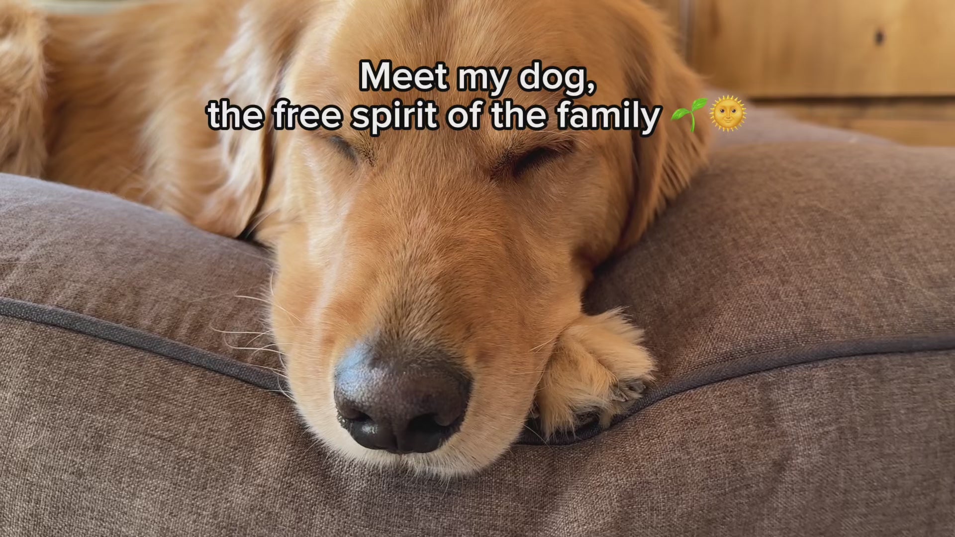 Load video: GreenDog Napper- Luxe Neutral