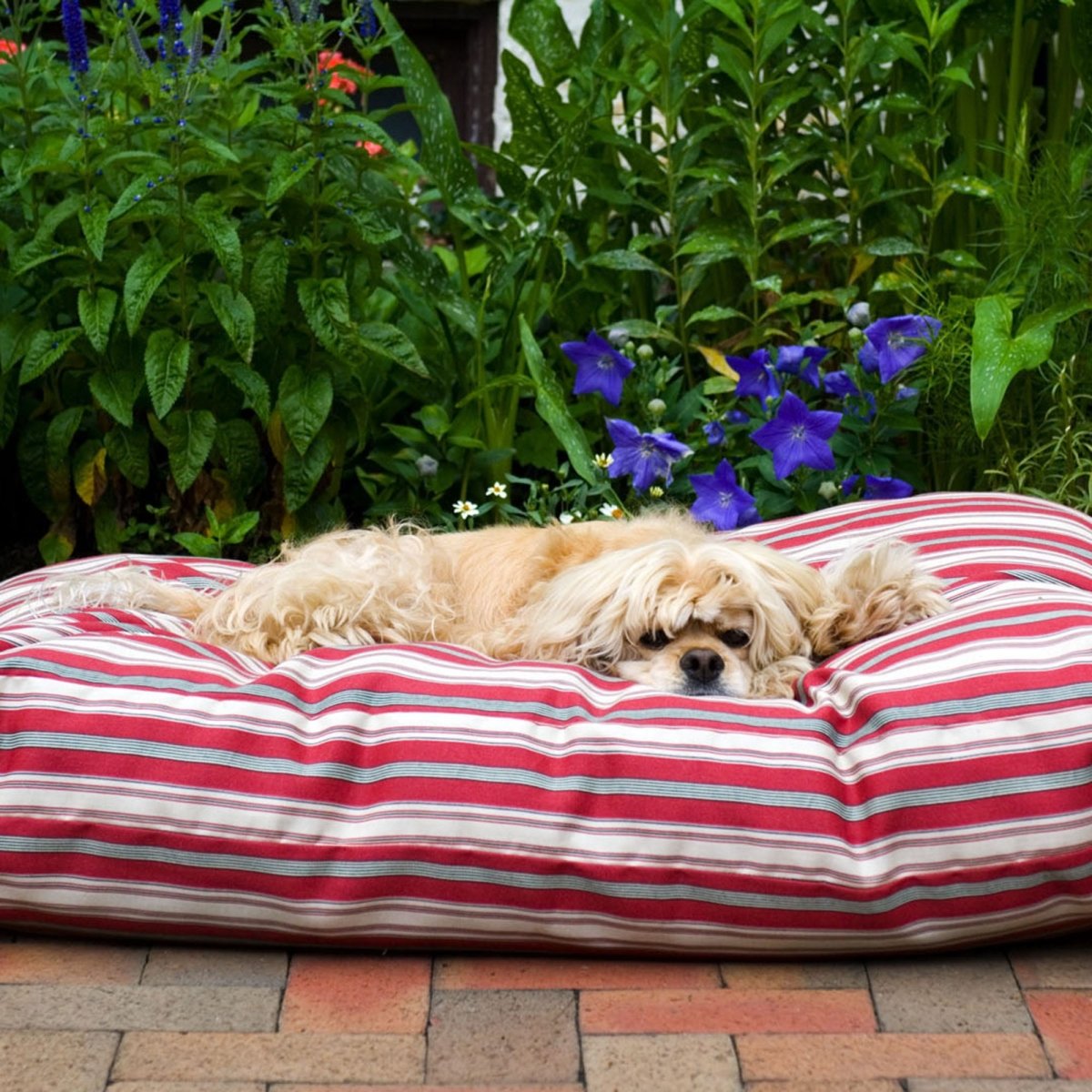 アウトドア寝具 DOG COT ND ver RETRO STRIPE WHAT WE WANT Striped Jamison Indoor Outdoor Dog Bed – Carolina Pet Co.